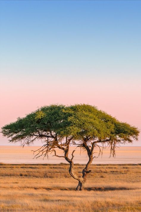 Nature Trees Photography, African Tree Wallpaper, African Photography Nature, South African Trees, Savanna Core, Safari Trees, African Savannah Landscape, African Landscape Photography, African Leaves