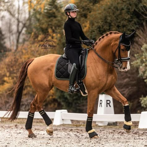 Chesnut Horses Dressage, Chestnut Dressage Horse, Chestnut Mare, Show Jumping Horses, Horse Riding Outfit, Horse Riding Clothes, Horse Dressage, Horse Boarding, Dressage Horses