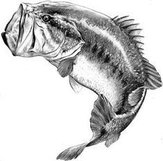 freshwater fish draw Large Mouth Bass Drawing, Bass Drawing, Bass Fishing Tattoo, Bass Fishing Pictures, Fishing Tattoos, Large Mouth Bass, Fish Mounts, Wood Burning Stencils, Fishing Art