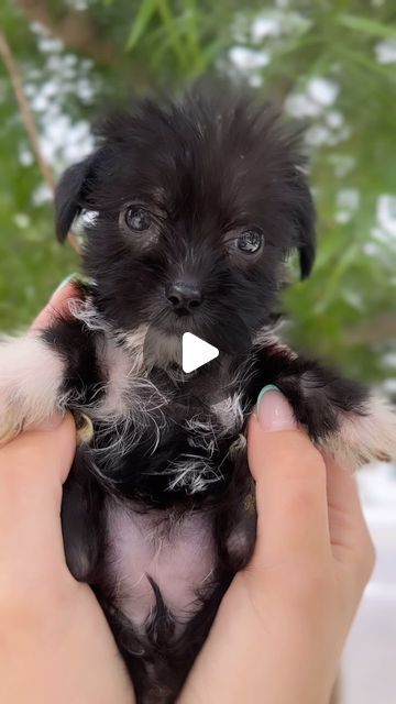 The Labelle Foundation on Instagram: "💓Meet our newest 1 lbs baby Mini 💓 this sweet girl is everything! She was rescued from the desert in a bucket with 3 other siblings. She weighed in at only one pound this morning earning her name Mini! She is a poodle/maltese mix we suspect and she’s about 6 weeks old! If you’re looking to adopt this adorable rescue puppy please submit an app at the link in our bio! 💓" Mini Poodle Puppy, Rescue Puppy, Maltese Mix, Rescue Puppies, Poodle Puppies, Mini Poodles, Maltese Puppy, One Pound, Poodle Puppy