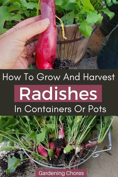 How To Plant And Grow Radishes In Containers & Pots Easiest Veggies To Grow, Planting Radishes, Grow Radishes, Veggies To Grow, Growing Radishes, Fast Growing Vegetables, Watermelon Radish, Succession Planting, Root Veggies