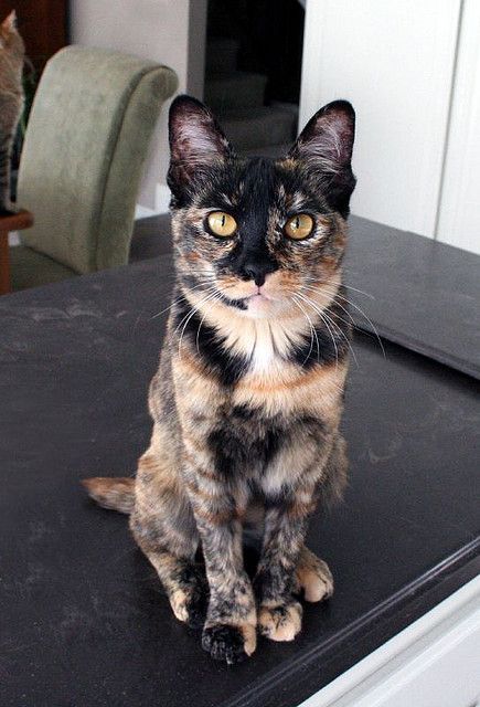 Wc Oc, Tortoiseshell Cats, Tortie Cat, Cat Calico, Purebred Cats, Kitten Images, Tortoise Shell Cat, Grey Cat, Gorgeous Cats