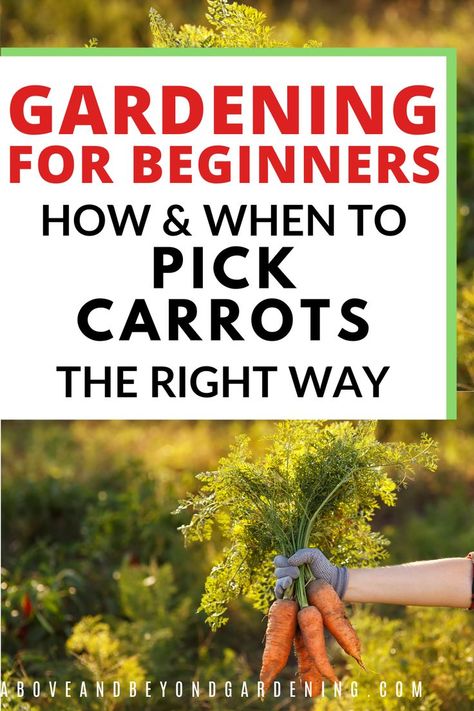 Gardening for beginners, a simple guide to grow and harvest carrots. Gardening for beginners flower. Gardening for beginners vegetable. Gardening for beginners landscaping. Gardening for beginners raised bed. Gardening For Beginners Vegetable, Carrot Gardening, Beginners Landscaping, Flower Gardening, Raised Bed, Vegetable Gardening, Gardening For Beginners, Beginners Guide, Gardening Tips