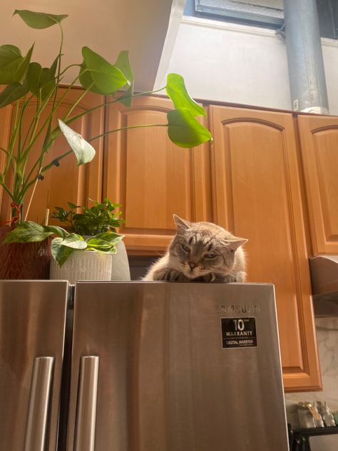 Fridge top cat nap + plants, skylight Plants On Top Of Fridge, Cat In Fridge, Cat In Kitchen Aesthetic, On Top Of Fridge, Top Of Fridge, Cat Plant Aesthetic, Plants And Cats Aesthetic, Cat In Garden Aesthetic, Fridge Top