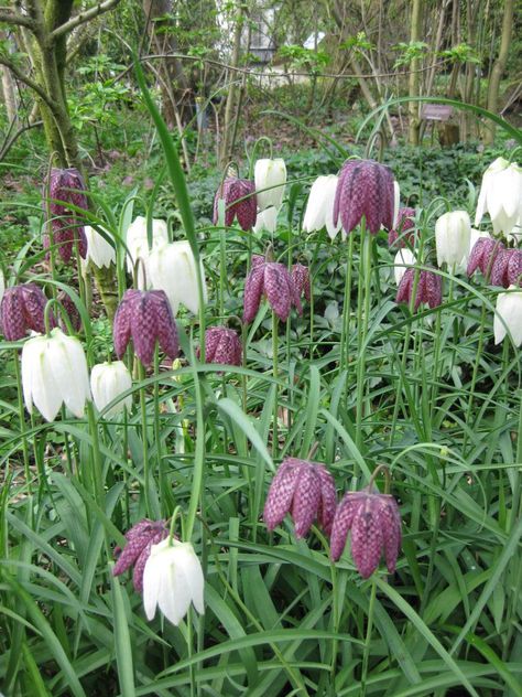 Checkered Fritillary (Fritillaria meleagris) - Rotary Botanical Gardens Meadow Planting, Minnesota Plants, Grey November, Clay Plants, Fritillaria Meleagris, Maritime Decor, Goth Garden, Meadow Garden, Late Spring