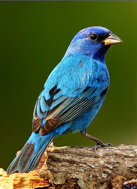 Indigo bunting (male). Small finch with brilliant, almost iridescent, blue plumage. Crown is darker blue with a purple tint. Wings and tail are black with blue edges. Feeds on insects, larvae, grains, seeds, berries. Indigo Bunting, Painted Bunting, Shorebirds, Backyard Birds, Exotic Birds, Bird Pictures, Birdwatching, Bird Drawings, Pretty Birds