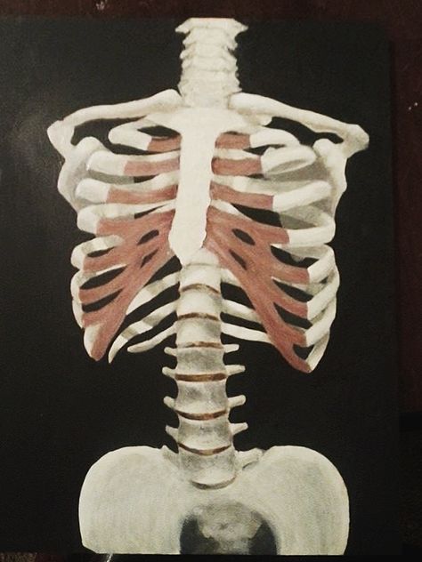 This is a skeletal study I painted in my Painting Anatomy class Skeleton Painting Acrylic, Skeleton Painting Easy, Painting Anatomy, Anatomy Painting, Skeleton Painting, Cool Skeleton, Human Skeleton, Skeleton Art, Painting Inspo