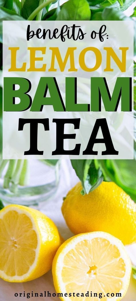 Health Benefits Of Lemon Balm Tea, Health Benefits Of Lemon Balm, Lemon Balm Leaf Benefits, Things To Do With Lemon Balm, How To Make Lemon Balm Tea, Recipes With Lemon Balm, Lemon Balm Uses Benefits Of, How To Use Lemon Balm, Lemon Balm Recipes Ozempic