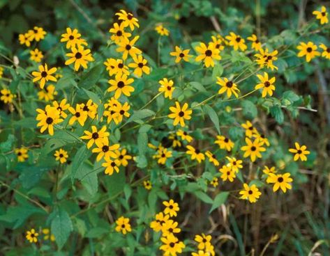 Brown-Eyed Susan Brown Eyed Susan, Free To Use Images, Vascular Plant, Native Garden, Wild Plants, Black Eyed Susan, Black Eyed, One Inch, Brown Eyes