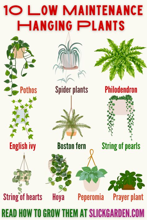 Agricultural Anarchy, Types Of House Plants, Ivy Plant Indoor, Garden Allotment, Big Leaf Plants, String Of Pearls Plant, Garden Goals, Plant Tips, Plant Wishlist