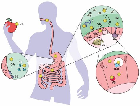 IJMS | Free Full-Text | Gut Susceptibility to Viral Invasion: Contributing Roles of Diet, Microbiota and Enteric Nervous System to Mucosal Barrier Preservation | HTML Enteric Nervous System, Probiotic Drinks, Gut Microbiota, Respiratory Infection, Viral Infection, Gut Bacteria, Cell Membrane, Nervous System, Probiotics