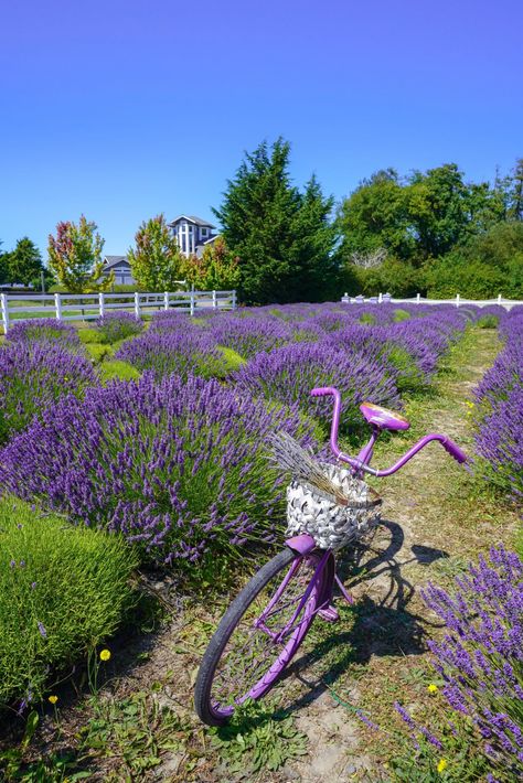 The Most Beautiful Sequim Lavender Farms that Will Teleport You to Provence Lavender Photography, Lavender Farms, Lavender Bush, Lavender Ice Cream, Washington State Travel, Yosemite Park, Cottage Inspiration, Lavender Farm, Plant Combinations