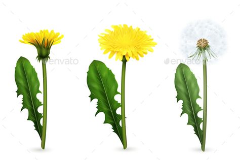 Dandelion in Different Stages of Flowering Realistic Set Dandelion Flower Drawing, Dandelion Drawings, Dandelion Drawing, Flowers With Leaves, Dandelion Flowers, White Dandelion, Outdoor Plant, Dandelion Flower, Graphic Editing