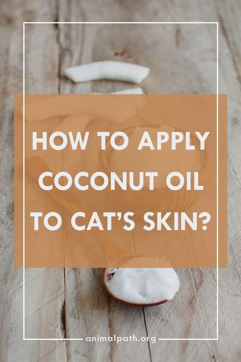 Cats Dry Skin Remedies, Coconut Oil For Cats Benefits Of, Cat Dandruff Remedy, Cat Skincare, Coconut Oil For Cats, Cat Dandruff, Cat Tools, Cat Skin Problems, Coconut Oil For Fleas