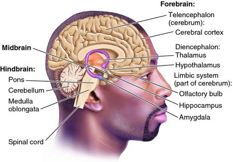 Hyper Vigilance, Psychology Theory, Triune Brain, Reptilian Brain, Ace Study, University Tips, Youth Worker, Cerebral Cortex, Limbic System