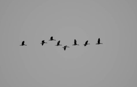 Flying Ducks I took this silhouette photo of flying ducks and thought it calls for a black and white photo Flying Ducks, Flying Duck Tattoo, Duck Flying Tattoo, Duck Flying, Ducks Flying Tattoo, Ducks Flying, Minimal Duck Tattoo, Ducks In A Row Tattoo, Birds Flying Tattoo