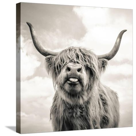 Highland Cow Painting, Highland Cow Canvas, Cow Wall Art, Cow Canvas, Cow Painting, Funny Girl, Cow Art, Animal Wall Art, Decor Rustic