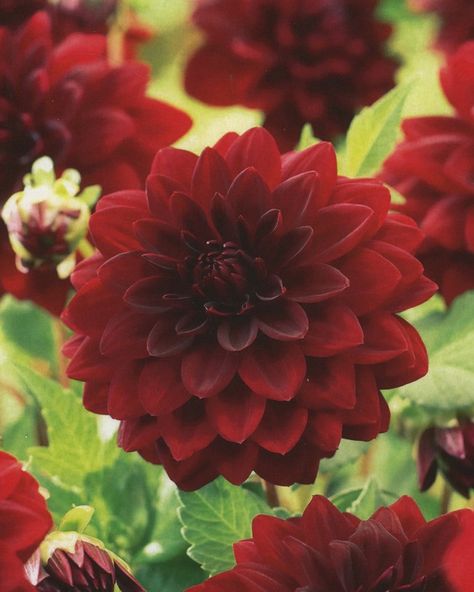 Arabian Night is a perfect border plant known for it's fully double, dark wine-red flowers with slightly incurved petals. Height: 100cm Planting: March onwards Pack contents: 1 x tuber Dahlias will grow well in any soil, but thrive in a rich soil with good drainage. They like to be well-watered, but not water-logged. Dahlias vary in height, so are great for many locations in the garden, including beds, borders and containers. They also make great cut flowers, but cut the flower only when complet Daliah Flower, Dark Red Flowers, Red Dahlia, Mom Tattoo, Arabian Night, Border Plants, Dahlia Flower, Water Well, Mom Tattoos