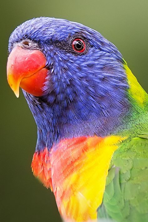 Birds Colorful, Australian Parrots, Rainbow Lorikeet, Bird Barn, Tropical Animals, Australian Wildlife, Australian Birds, Funny Birds, Australian Animals