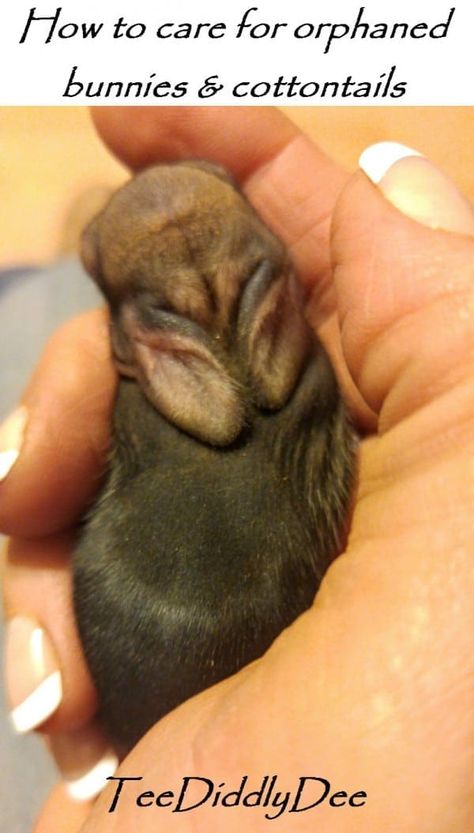 How to Care for Orphaned Bunnies and Cottontails-Video How to Care for Orphaned Bunnies and Cottontails It’s the first day of spring and since it’s about that time of year for babies to start being born, I’ve decided (by popular demand) to do a post on what to do if you find a tiny little […] Wild Baby Rabbits, Duckling Care, Wild Bunny, Raising Rabbits, Bunny Care, Wild Rabbit, Wild Baby, Rabbit Care, Bunny House