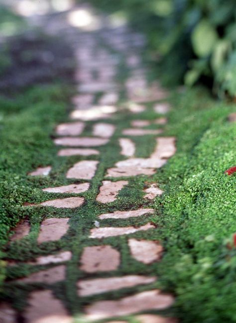 Corsican Mint, Front Door Landscaping, Sidewalk Landscaping, Mosaic Walkway, Front Yard Walkway, Stone Walkways, Gravel Walkway, Stepping Stone Walkways, Lawn Alternatives