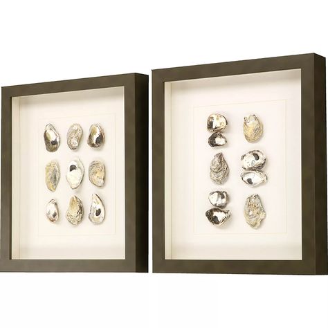 Shell Series S/2 - Paragon Wall Decor Shell Shadow Box Ideas, Sea Shell Shadow Box, Profile Shadow, Seashell Shadow Boxes, Shell Display, Oyster Shell Crafts, Deep Shadow Box, Coral Art, Shadow Box Art