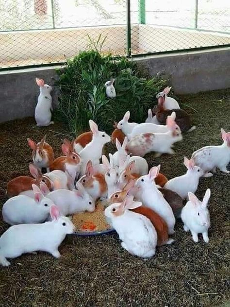 Poultry Farm Design, Rabbit Farm, Raising Farm Animals, Raising Rabbits, Farm Shed, Livestock Farming, Bunny Cages, Future Farms, Farm Lifestyle