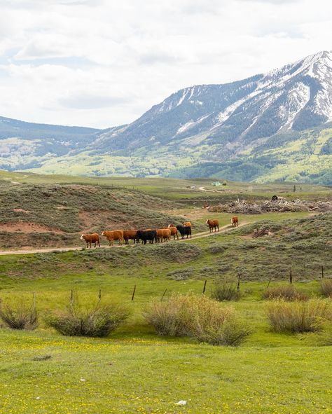 🫎🏔️🪻☀️🍉Colorado summer > Rural Colorado, Colorado Summer, Colorado, Collage, Music, On Instagram, Pins, Quick Saves, Instagram