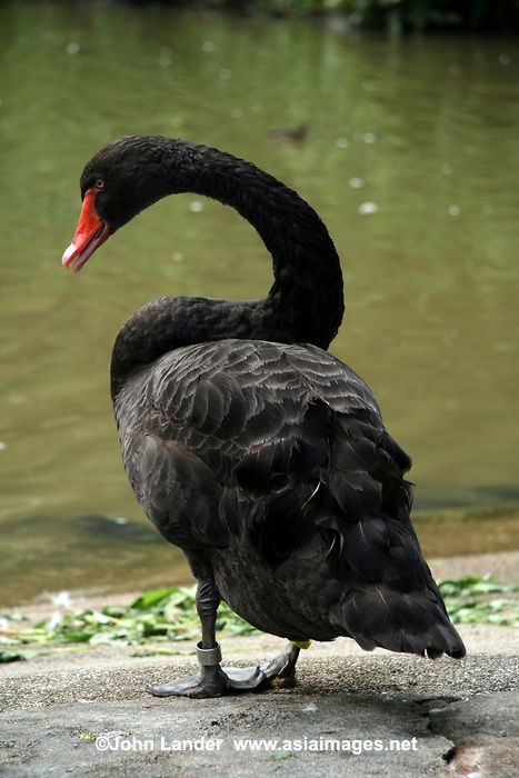 famous black swans - Google Search Black Swan Animal, Romeo I Julia, Swan Photography, Black Swans, Bird People, Mute Swan, Peacock Wall Art, Duck Bird, Black Garden