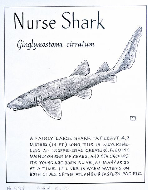 Shark Identification Charts, Nurse Shark Facts, Nurse Shark Art, Shark Information Poster, Nurse Shark Wallpaper, Nurse Shark Drawing, Marine Biology Aesthetic Notes, Shark Posters, Shark Information