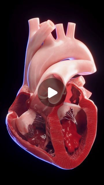 SciePro on Instagram: "Join us on a conceptual journey through the heart with our latest animation 🚀. 

Unlike traditional models, we've visualized just a trace of blood flow to reveal the heart's intricate mechanics. 

This approach keeps the structures visible, providing a clearer understanding of how the heart pumps life through our bodies. Ideal for educators and medical professionals seeking to explain cardiac function without obscuring key anatomical features. 

Experience this unique educational tool and bring clarity to complex concepts. 

License available for your teaching and clinical needs. 

#HeartBloodFlow #ConceptualAnimation #CardiacEducation #SciePro #meded #cardiology #heart #science #med #anatomy #vray #3d" Heart Blood Flow, Heart Science, Medical Animation, Medicine Studies, Heart Pump, 3d Heart, Anatomical Heart, Human Heart, Islamic Messages