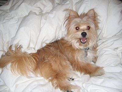 Yorkie Pomeranian Mix (Porkie? Yorkshire Pomeranian? Pomshire Terrier?) Looks a little like Piper! Yorkie Pomeranian Mix, Yorkie Pomeranian, Designer Dogs Breeds, Pomeranian Mix, Yorkie Mix, Dog Haircuts, Designer Dog, Pomeranian Dog, Old Dogs