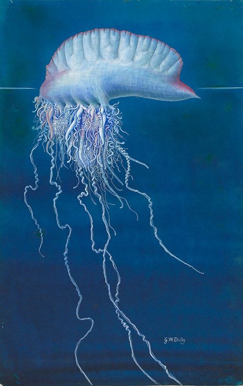 Portuguese Manowar, History Of Life On Earth, Real Reference, Animal Infographic, Jellyfish Illustration, Jellyfish Photography, Natural History Museum London, Cnidaria, Sea Tattoo