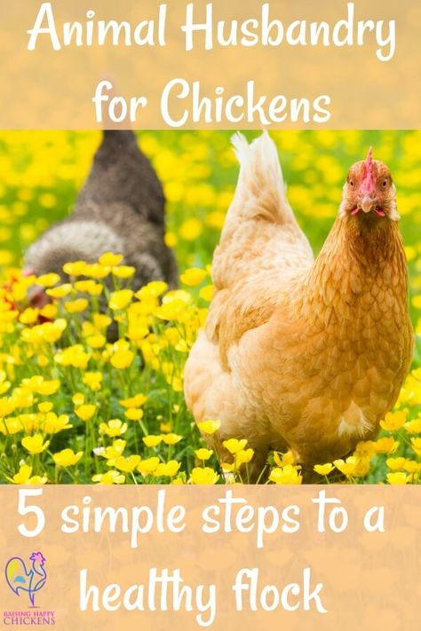 How to keep your flock free from illness: 5 easy steps. Natural Chicken Feed, How To Keep Chickens, Fancy Chicken Coop, Chickens 101, Happy Chickens, Backyard Coop, Chicken Flock, Chicken Incubator, Raising Chicks