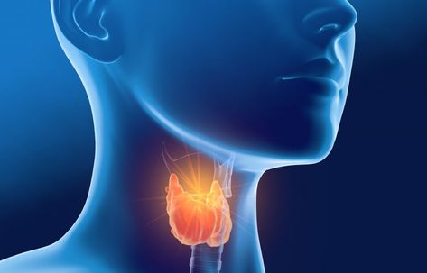 Thyroid gland of a woman, medically 3D illustration on blue back Thyroid Test, دورة شهرية, Thyroid Symptoms, Chronic Constipation, Thyroid Function, Thyroid Gland, Energy Medicine, Thyroid Hormone, Thyroid Health