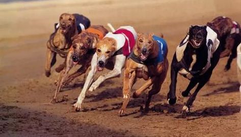 The Racing Greyhound's Diet Racing Dogs, Arabian Horse Art, Greyhounds Racing, Animals Dog, Grey Hound Dog, All About Animals, Sporting Dogs, Dog Feeding, Canine Companions