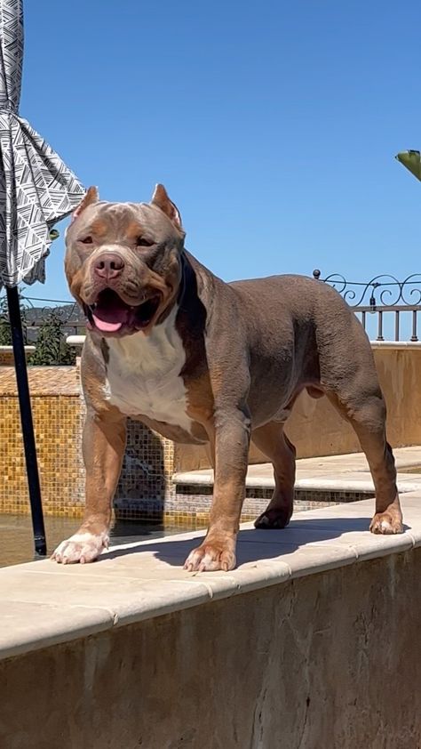 artisankennels on Instagram: Champion Captain America getting ready to make his mark 🏆 Our boy Captain has everything going for him. What do you think about him??… Xl American Bully Puppy, French Pitbull, Pocket Bully Puppies, Xl American Bully, Bully Xl, Miss My Dog, Pit Bull Puppies, Bully Breeds Dogs, Pitt Bull