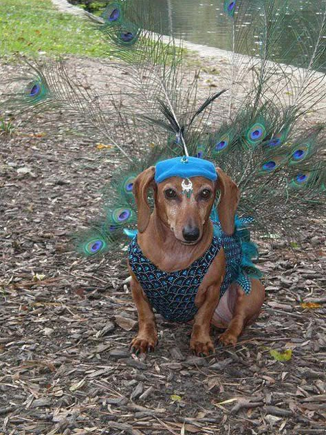 A beautiful Dachshund Peacock costume. Dachshund Costume, Arte Dachshund, Peacock Costume, Dachshund Mom, Weiners, Wiener Dogs, Weenie Dogs, Dachshund Lovers, Weiner Dogs