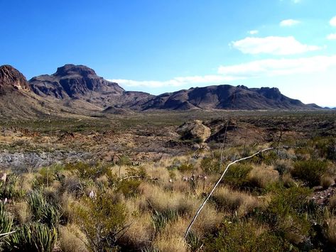 Desert Permaculture, Colorado Plants, Ecological Succession, Desert City, Urban Garden Design, Permaculture Design, Introduce Myself, Desert Garden, Desert Oasis