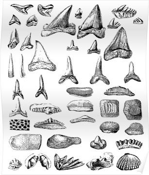 Shark Teeth and Shells Fossils Archeology & Natural History Poster Shark Tooth Illustration, Suntan Tattoo, Shark Tooth Tattoo, Beachy Tattoos, Pants Embroidery, Teeth Illustration, Teeth Drawing, Tooth Tattoo, History Poster