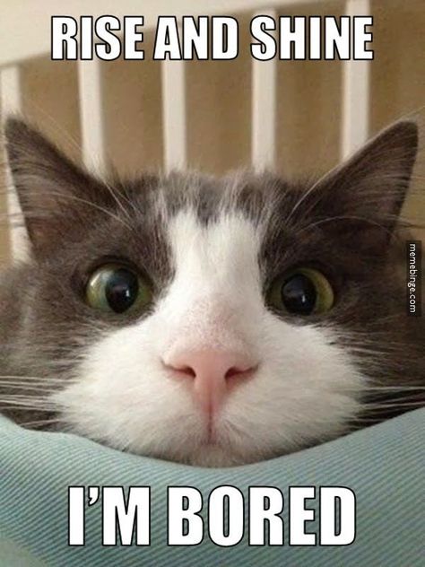 Cat Jokes, I'm Bored, Funny Animal Jokes, Lv Bags, Cute Cat Gif, Cat Training, Funny Cat Memes, Cat Quotes, Funny Cat Pictures