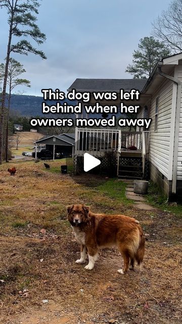 Dogs Talking, Funny Talking Dog, Dog Rescue Stories, Animal Rescue Stories, Dog Stories, Dog Rescue, Two Dogs, Sweet Dogs, Old Dogs