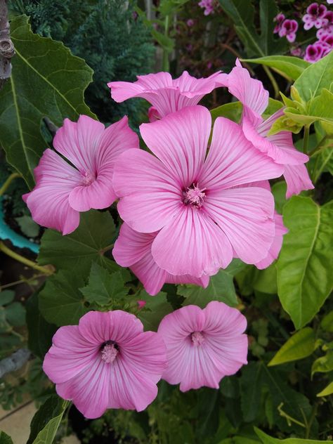 annual mallow flower Mallow Flower, Seed Pack, My Flower, Flower Garden, Seeds, Tattoos, Flowers, Green, Quick Saves