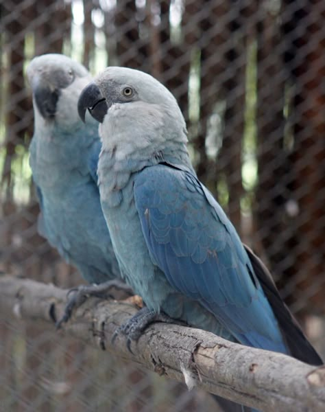 Ararinha Azul ( Cyanopsitta spixii) Blue Spix Macaw, Spix Macaw, Dry Forest, Blue Macaw, Macaw Parrot, Colorful Parrots, African Grey Parrot, Extinct Animals, Backyard Birds