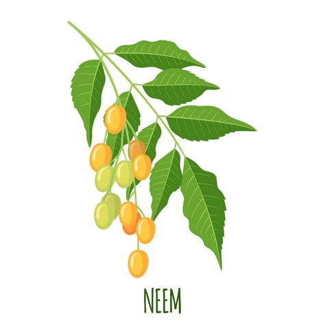 Neem herb or nimtree in flat style isolated on white background. Ayurvedic medical plant. Vector illustration. Neem Tree Drawing, Neem Tree, Neem Tree Illustration, Neem Plant Benefits Of, Herbal Illustration Medicinal Plants, Plant Vector, Tree Saw, Heart Tree, Cityscape Photos