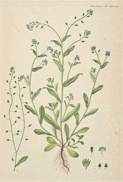 110695 Myosotis arvensis (L.) Hill / Flora Danica [G.C. Oeder et al], fasicle 47, t. 2766 (1761-1883) Flora Danica, Vintage Illustration Art, Botanical Illustration Vintage, Botanical Illustrations, Forget Me Nots, Plant Drawing, Botanical Beauty, Scientific Illustration, Botanical Drawings