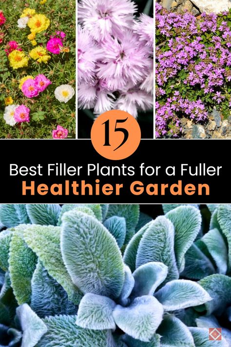 Enhance your garden's richness and health with these top 15 filler plants. Learn how to select and care for the best plants to achieve a fuller garden. Perfect for gardeners of all levels! 🌱 #Gardening Flowerbed Filler Ideas, Filler Plants, Heat Tolerant Plants, Gardening Activities, Potato Vines, Thriving Garden, Indoor Plant Care, Best Plants, Healthy Garden