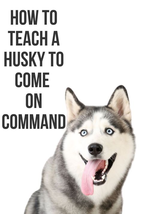 Owning A Husky, Husky Puppy Training, Haski Dog, Siberian Husky Training, Husky Facts, Husky Training, Siberian Husky Facts, Miniature Husky, Red Husky