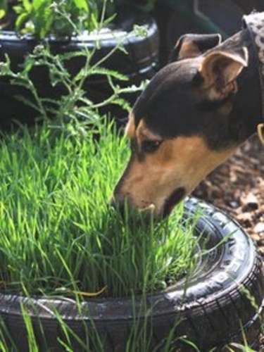 Sensory garden to de-stress dogs at Bath animal shelter Backyard Dog Area, Dog Friendly Plants, Dog Friendly Garden, Dog Friendly Backyard, Cat Playground Outdoor, Dog Backyard, Dogs Home, Pet Diy, Dog Yard