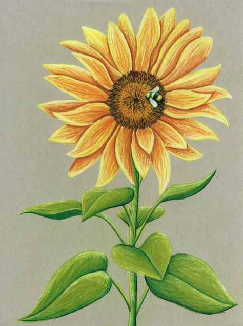 Colored Pencil Drawing Flowers, Pencil Colour Painting, Drawing Colored Pencil, Sunflower And Bee, Fruit Art Drawings, Sunflower Drawing, Prismacolor Art, Bee Painting, Colored Pencil Artwork